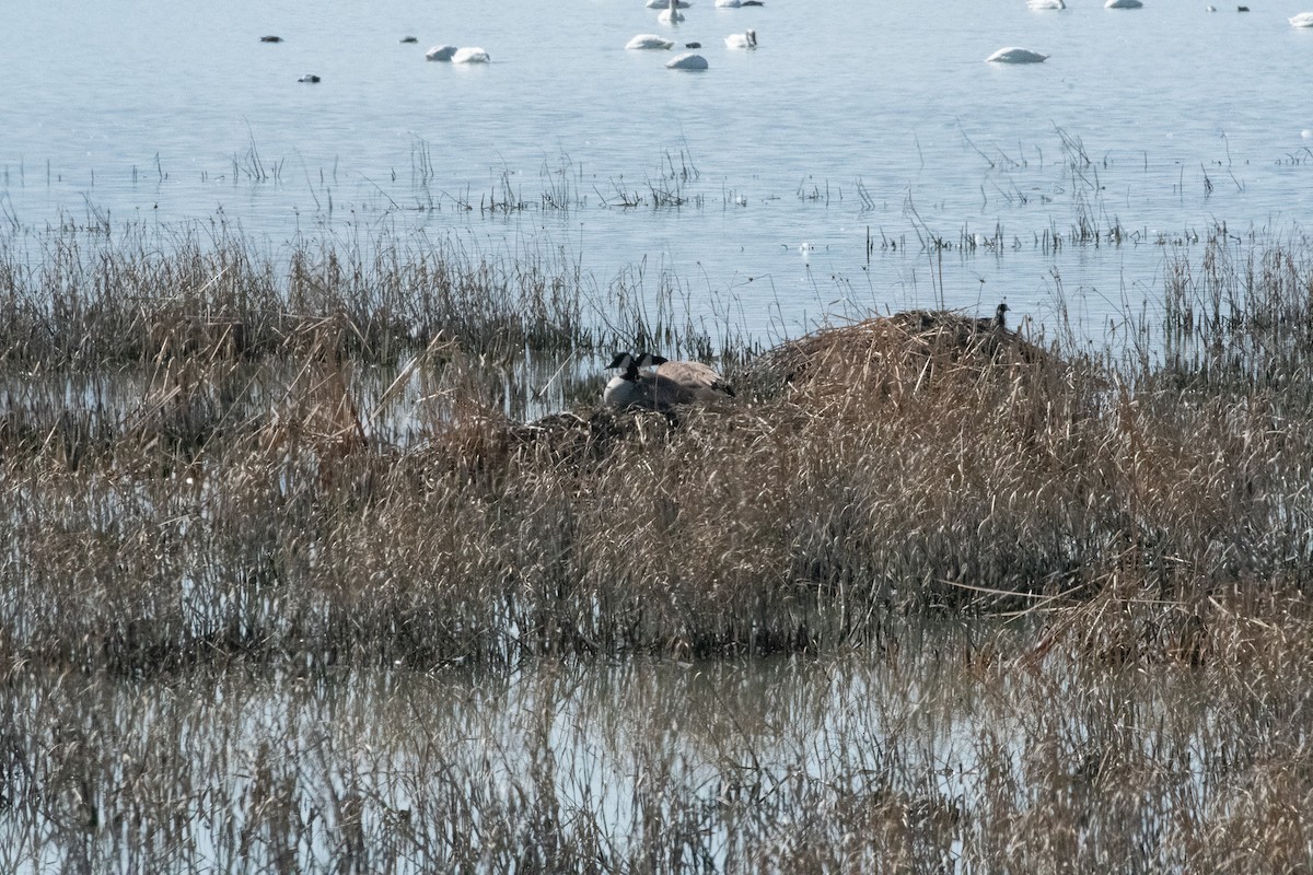 Canada Goose - ML154841821