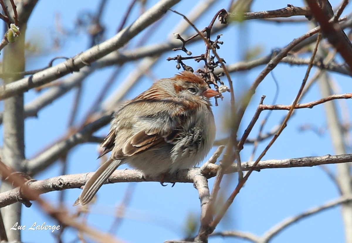 Field Sparrow - ML154841831