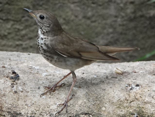 Gray-cheeked Thrush - ML154844091