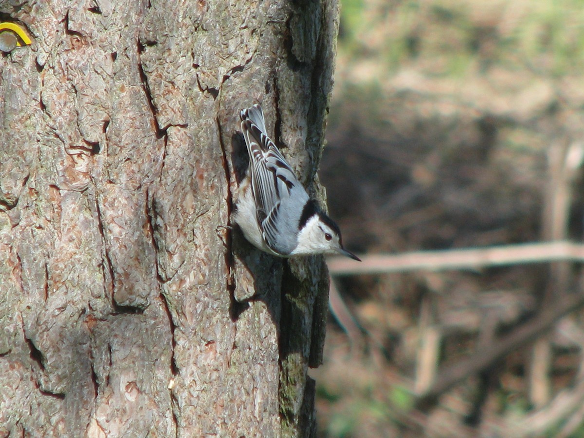 White-breasted Nuthatch - ML154844391