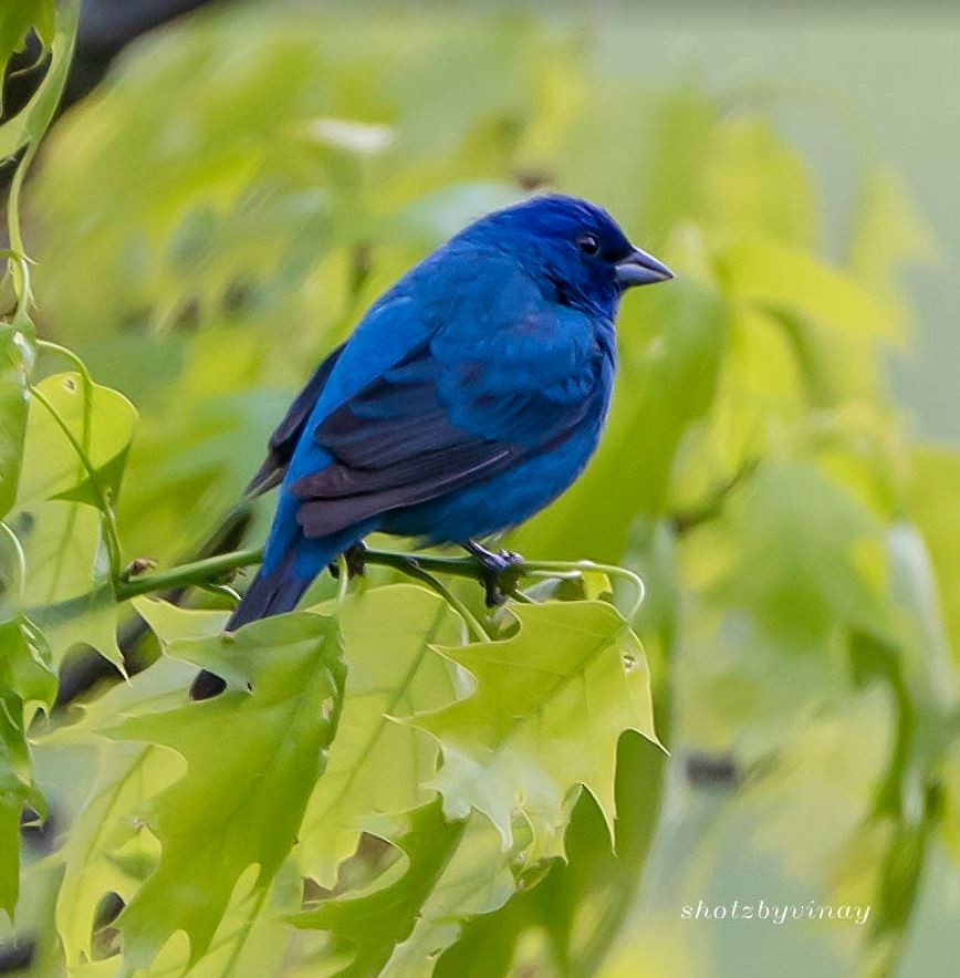 Indigo Bunting - ML154844481