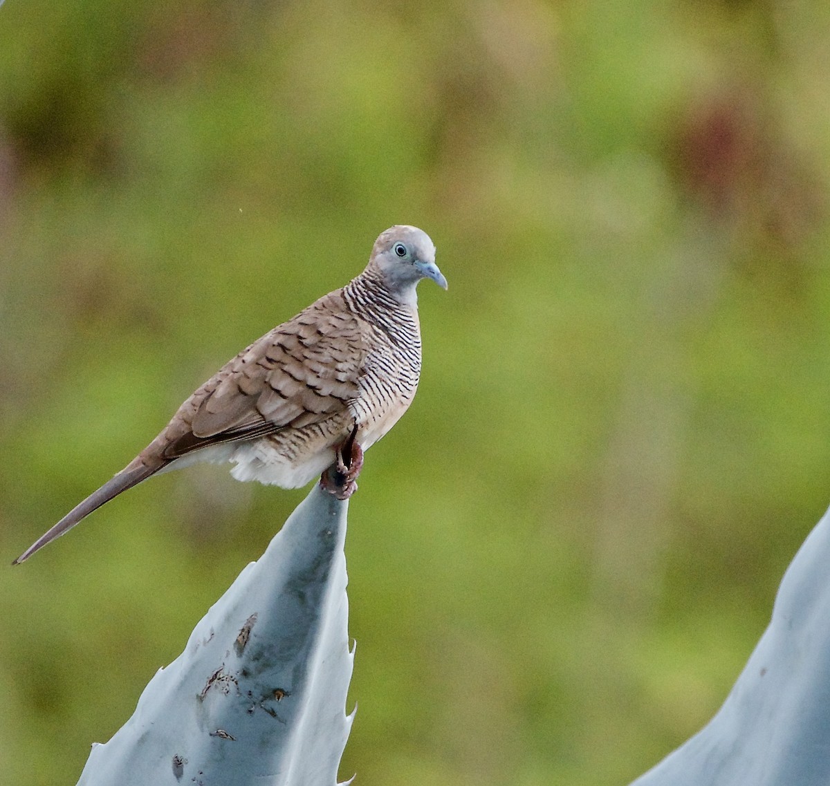 Zebra Dove - Bill Brynteson