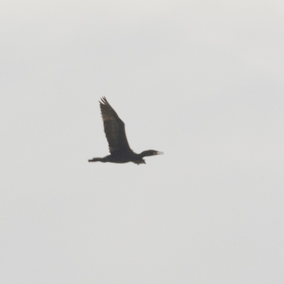 Cormoran à aigrettes ou C. vigua - ML154844951