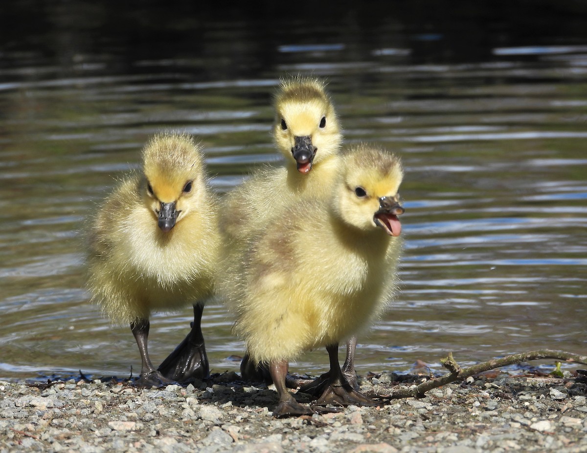 Canada Goose - Dale Floer