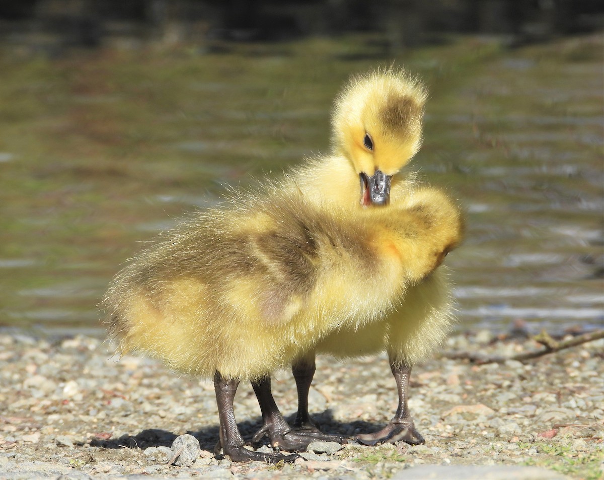 Canada Goose - Dale Floer