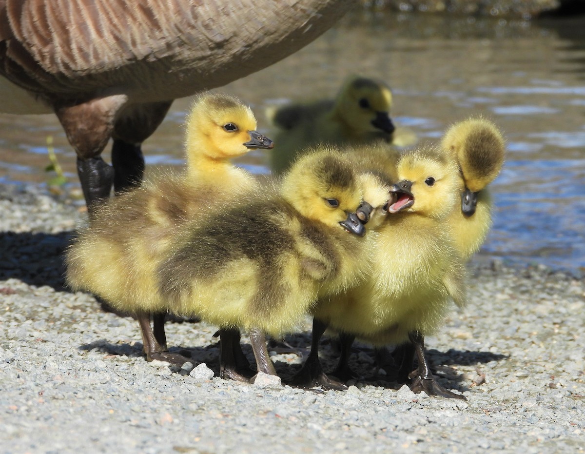 Canada Goose - Dale Floer