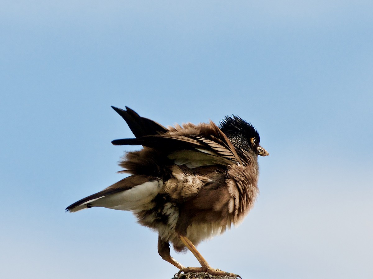 Common Myna - Bill Brynteson