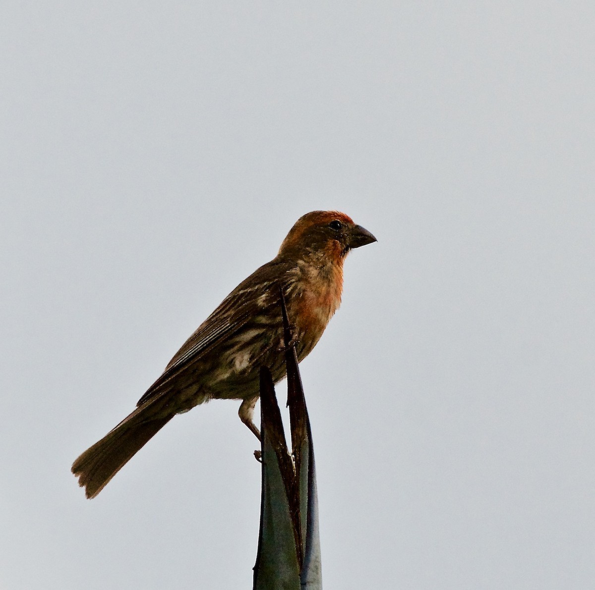 House Finch - Bill Brynteson