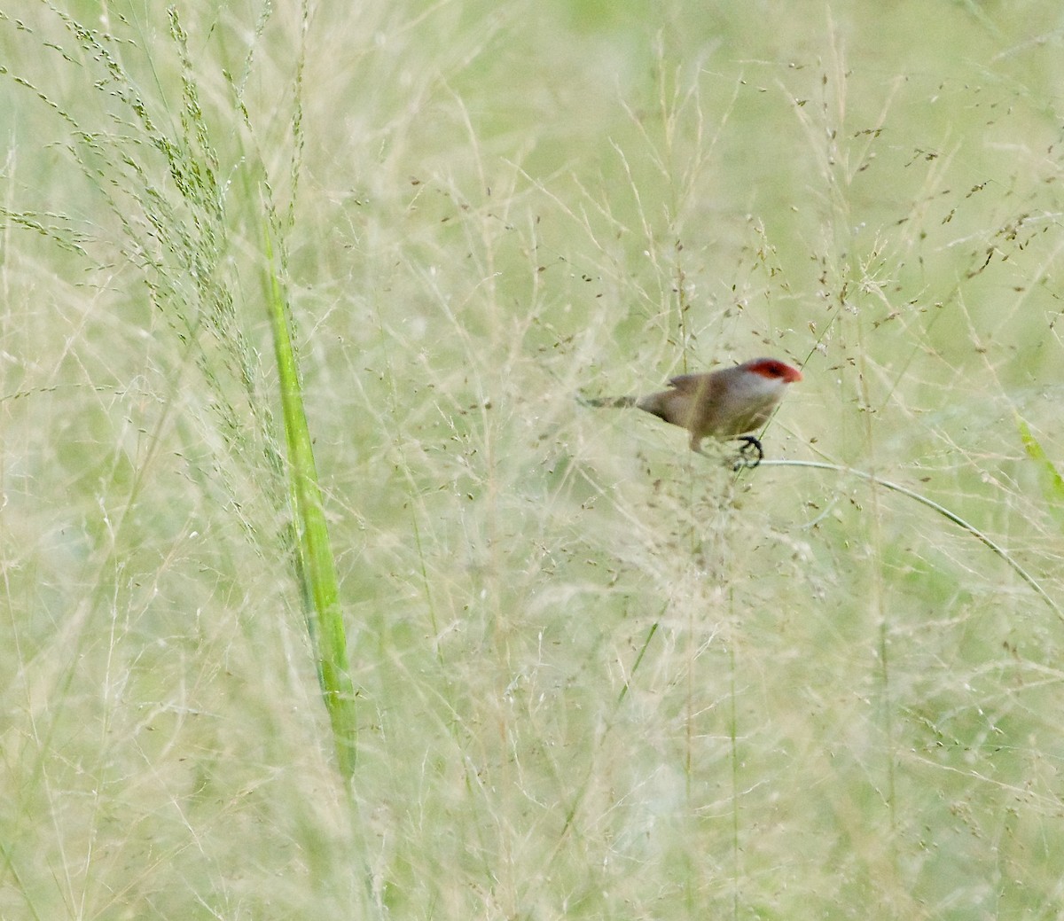 Common Waxbill - Bill Brynteson