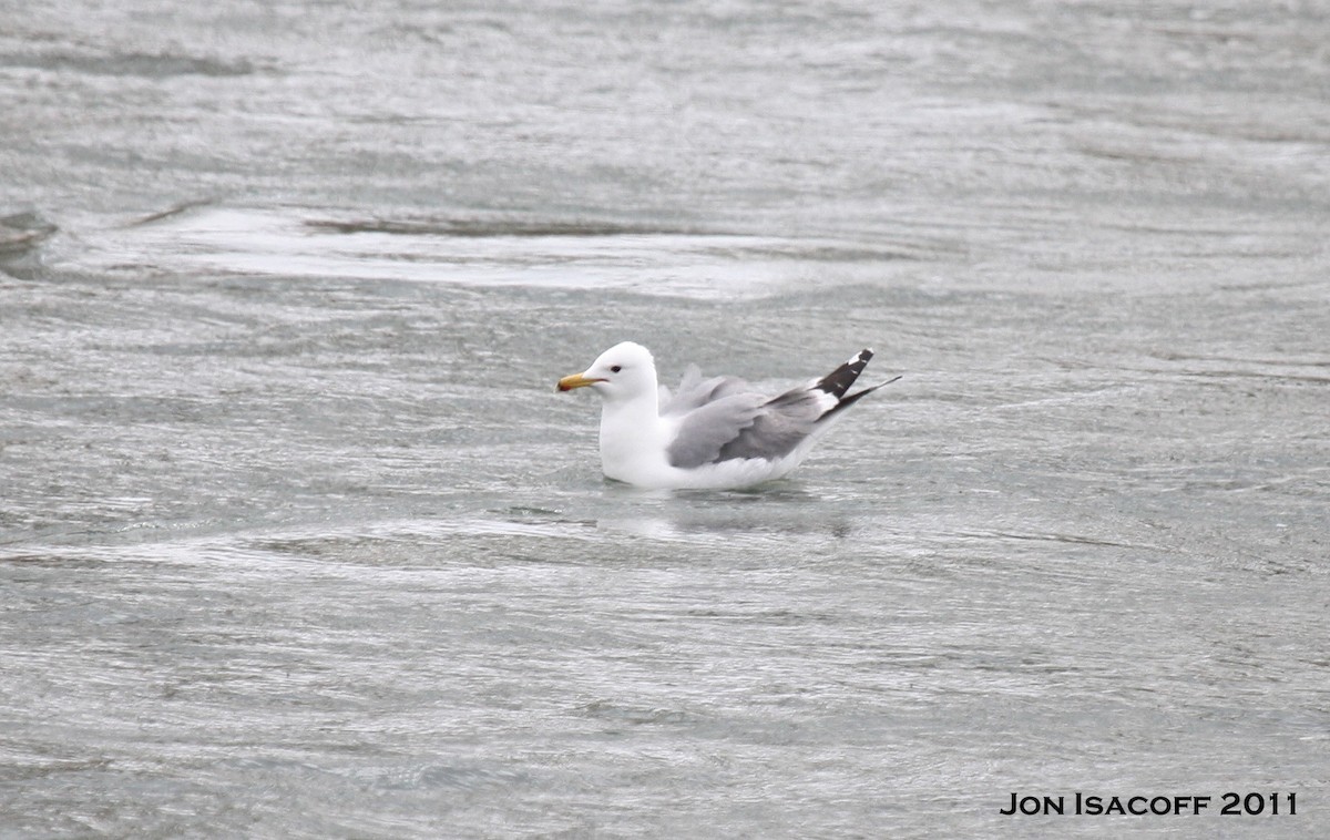 California Gull - ML154846251