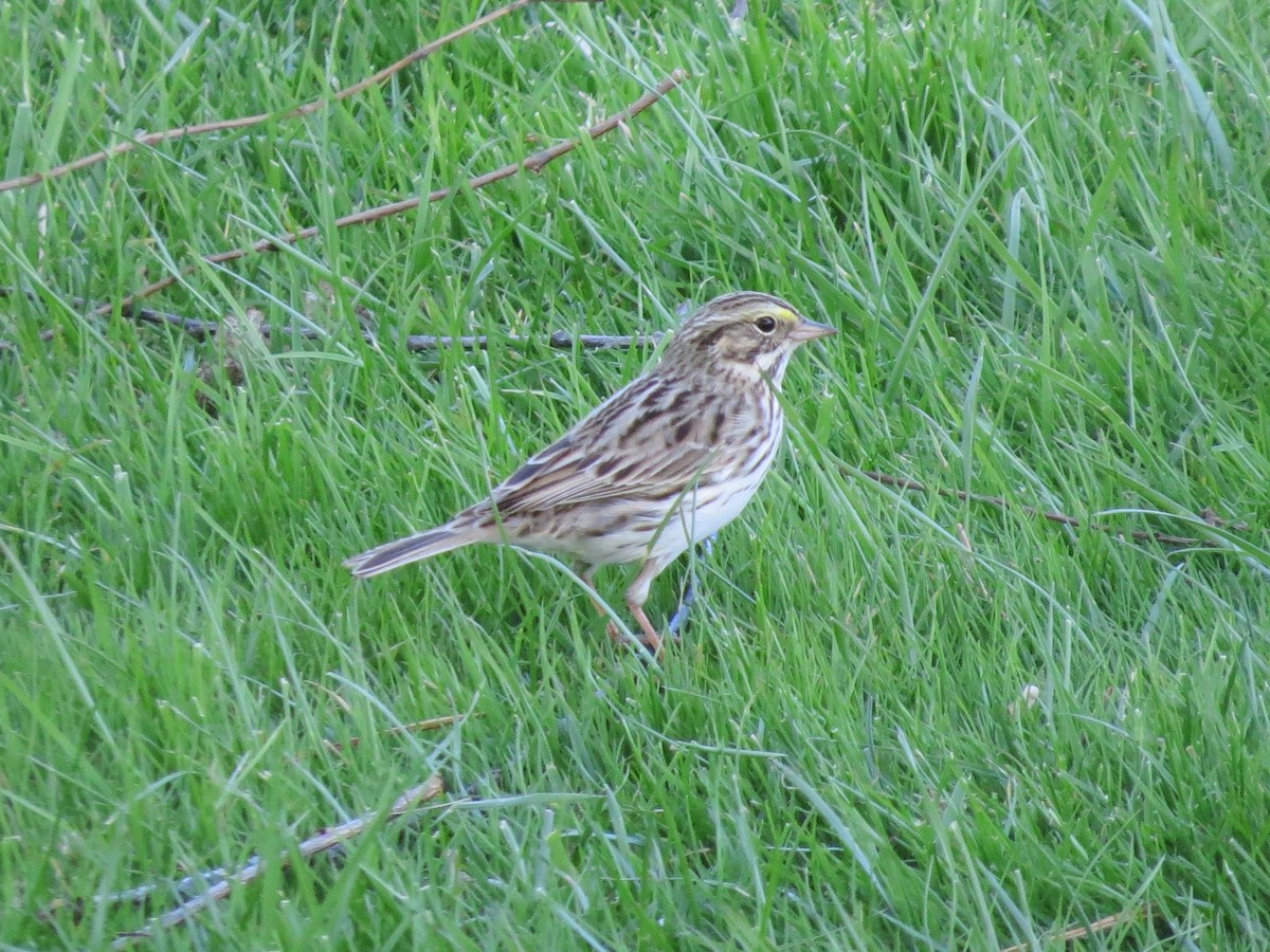 Savannah Sparrow - ML154846441