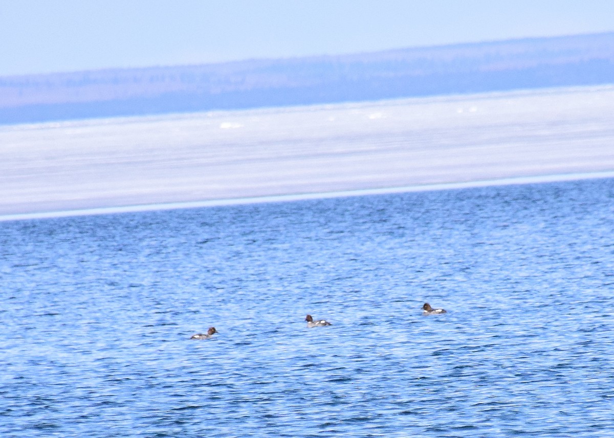 Common Goldeneye - Mathieu Langlois