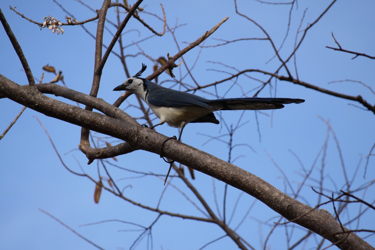 White-throated Magpie-Jay - Megan Kruse