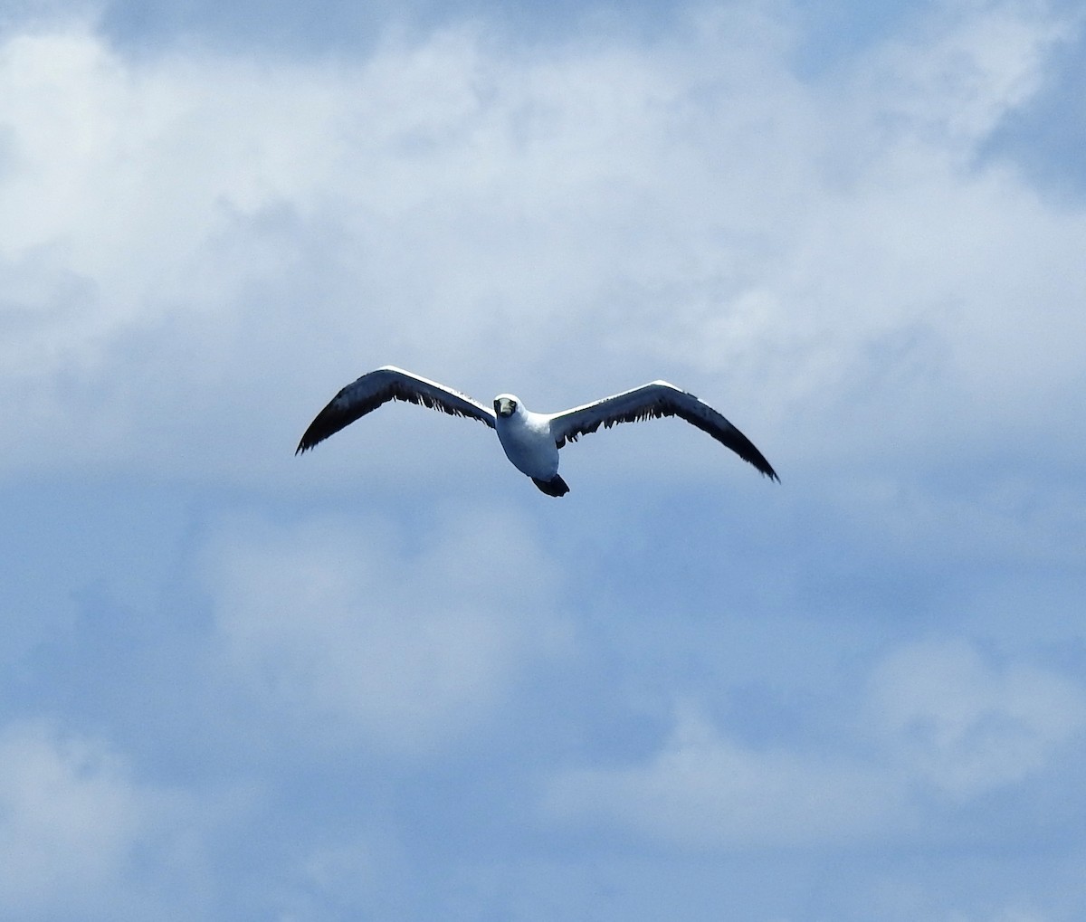 Masked Booby - Niel Bruce