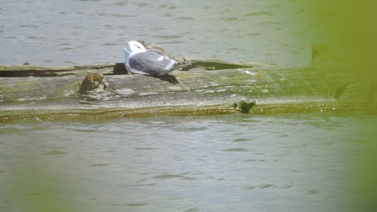 Glaucous-winged Gull - ML154847671