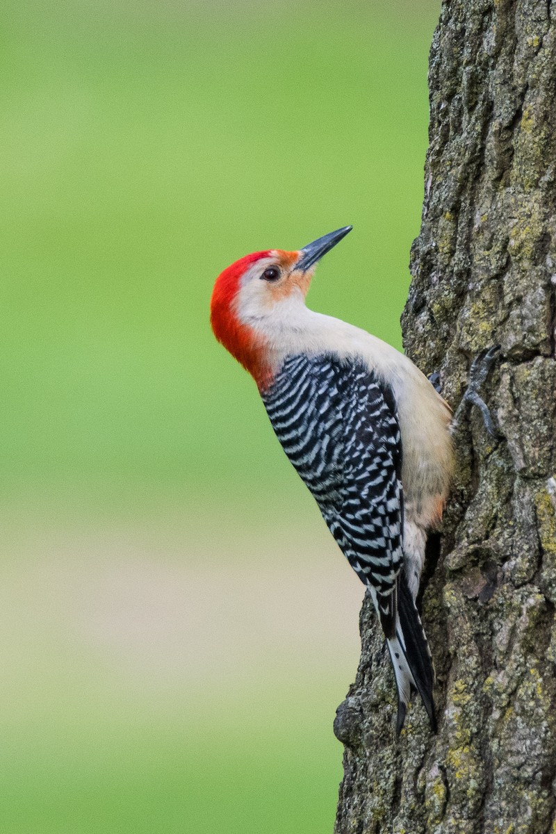 Red-bellied Woodpecker - Jim Dehnert