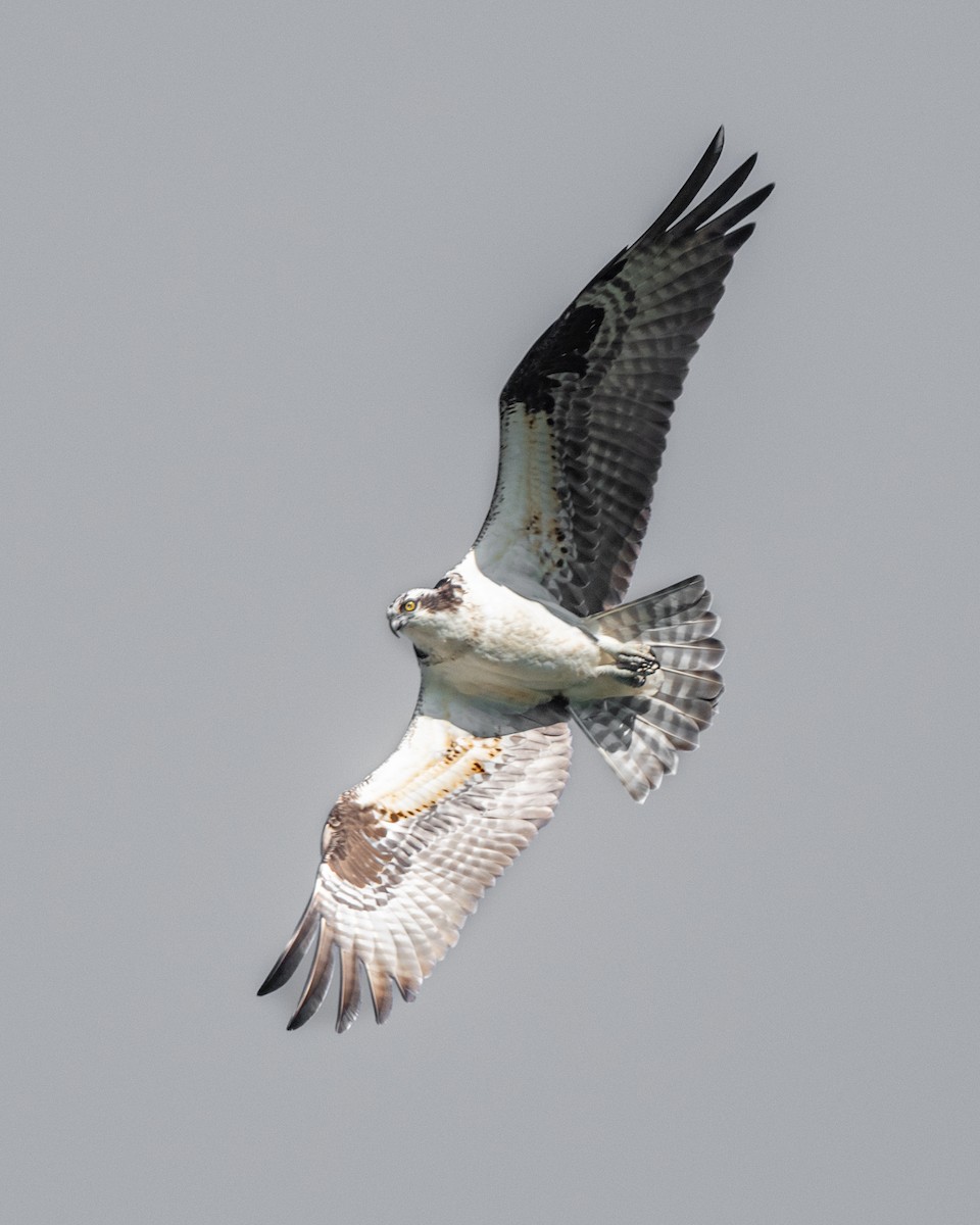 Águila Pescadora - ML154848031