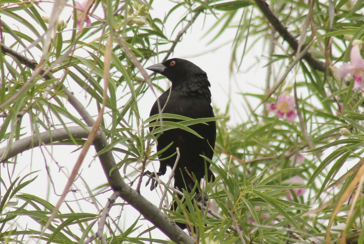 Bronzed Cowbird - ML154848811