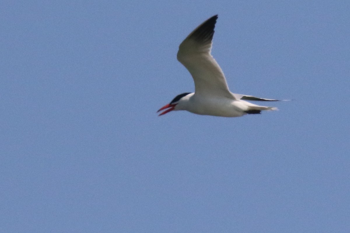 Caspian Tern - Douglas Faulder