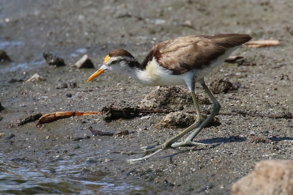 Jacana du Mexique - ML154849181