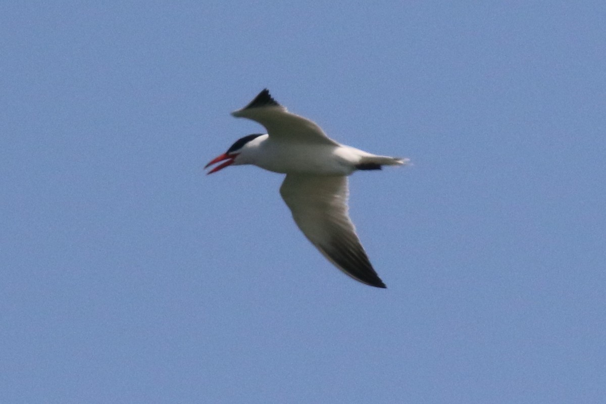 Caspian Tern - Douglas Faulder