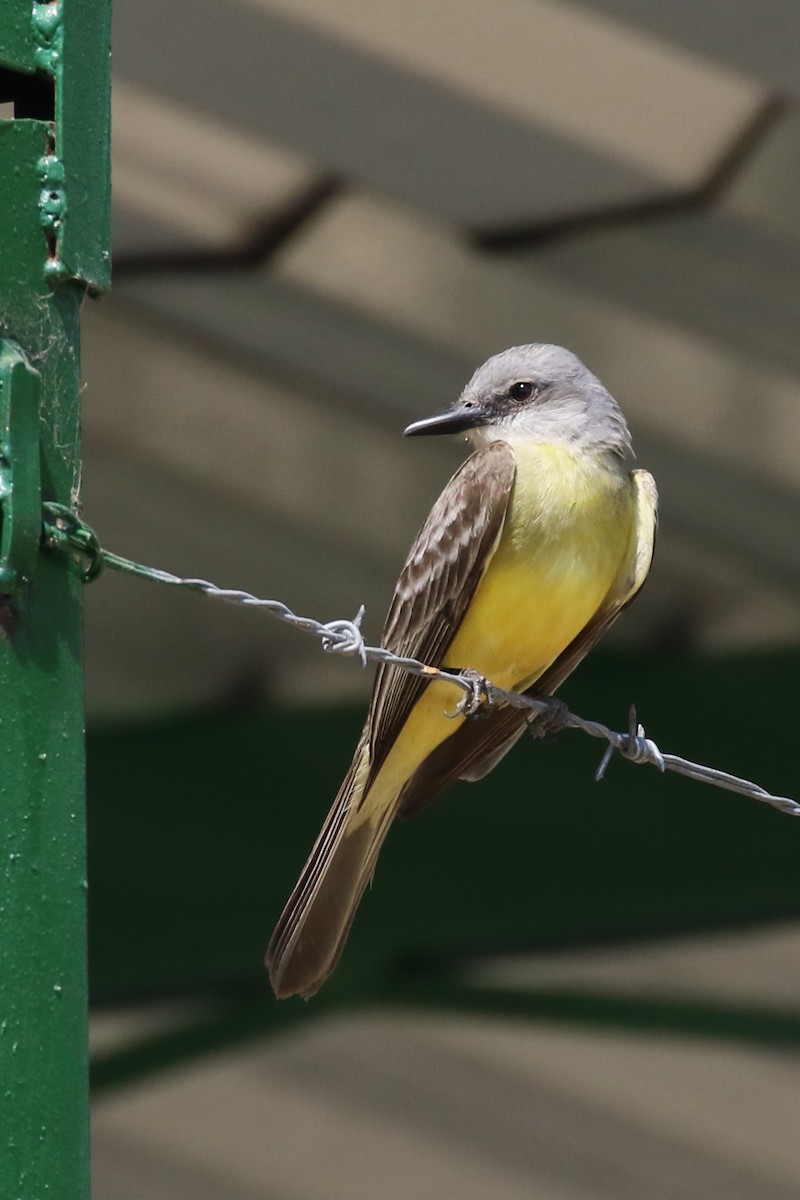 Tropical Kingbird - Douglas Faulder