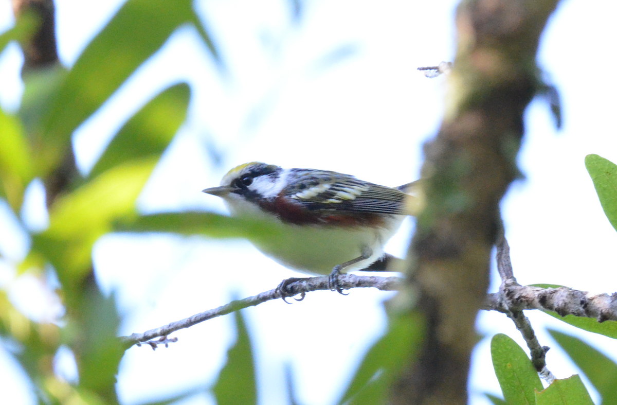 Chestnut-sided Warbler - ML154849561