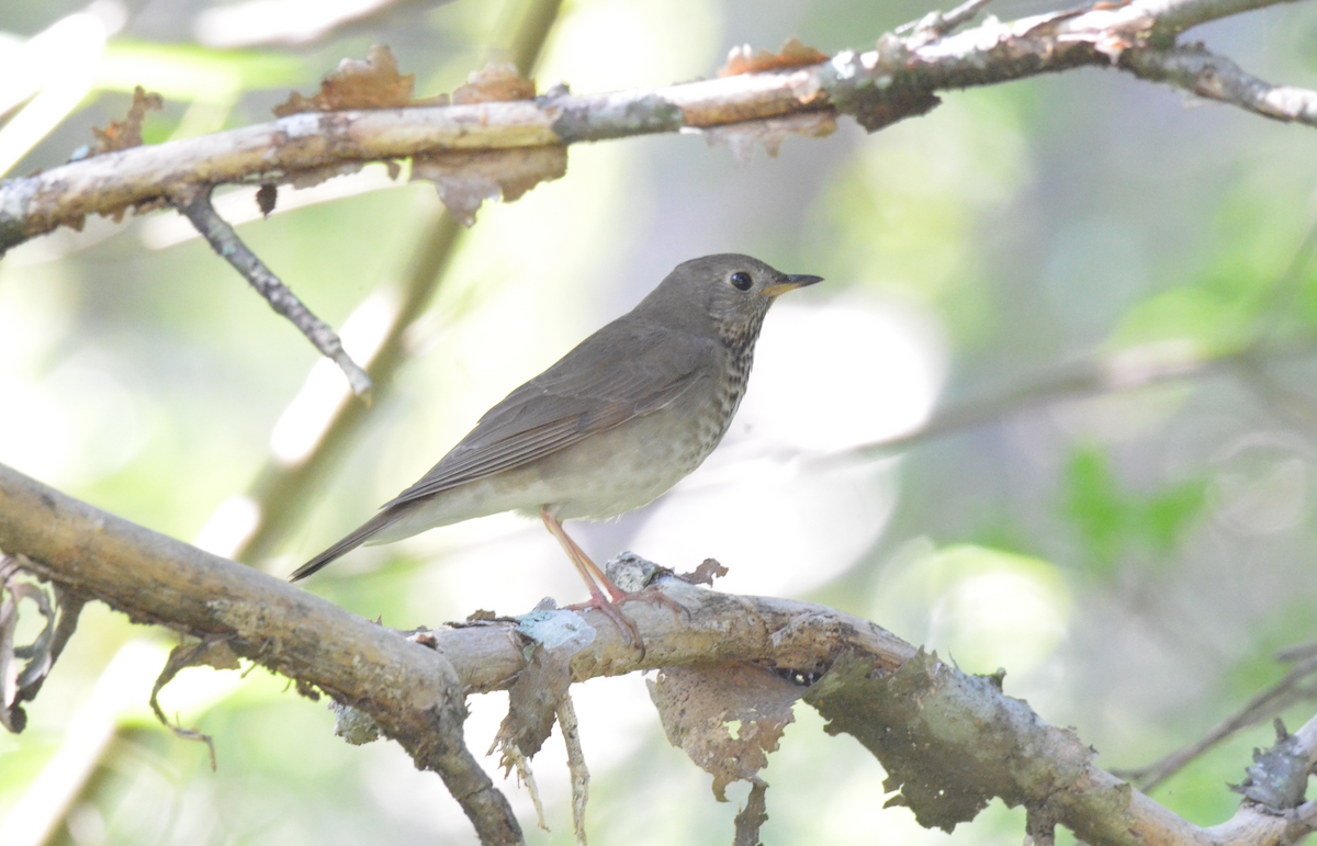 Gray-cheeked Thrush - ML154849871