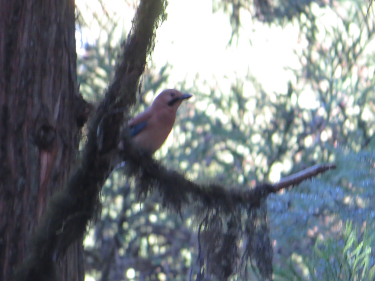 Eurasian Jay - ML154850051