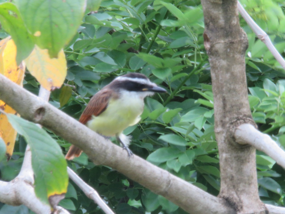 Lesser Kiskadee - ML154850081