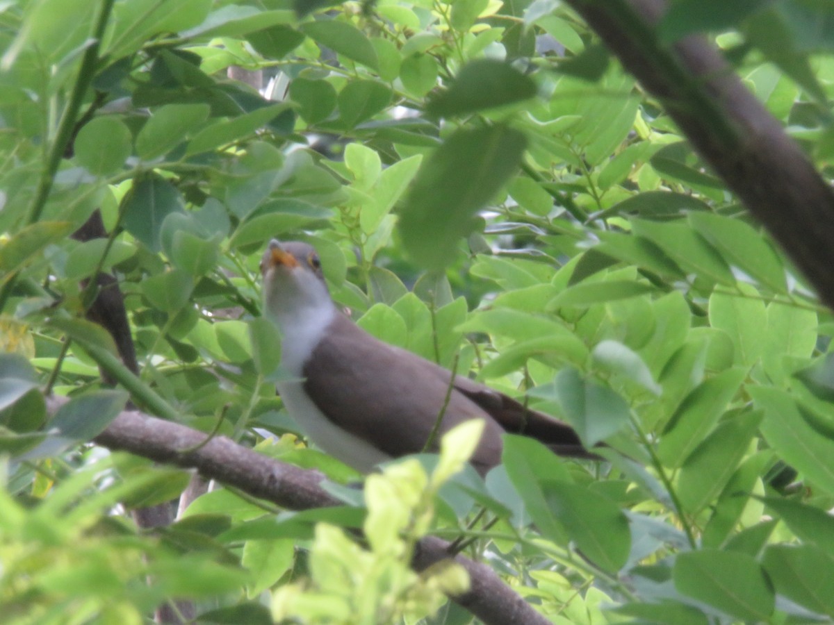 Yellow-billed Cuckoo - ML154850701