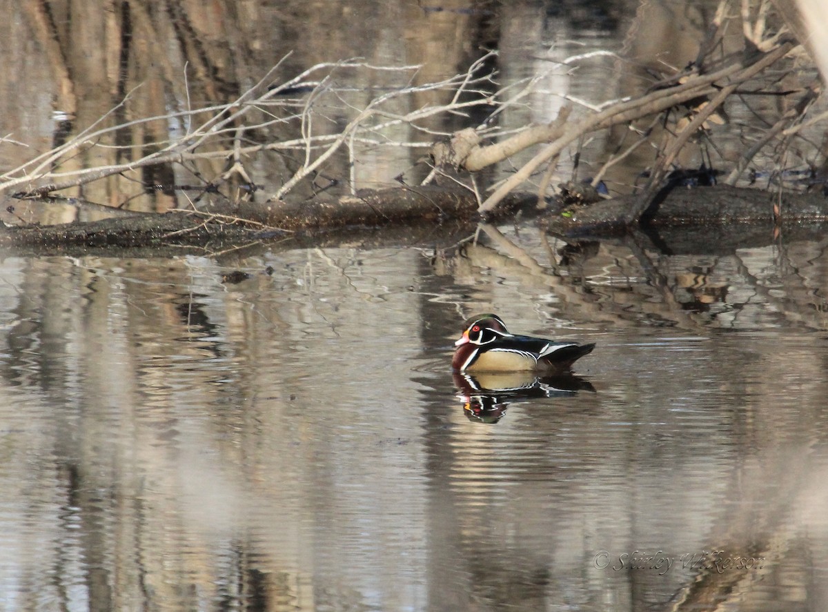 Wood Duck - Shirley Wilkerson