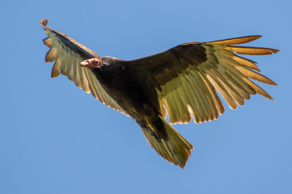 Turkey Vulture - Phil Kahler