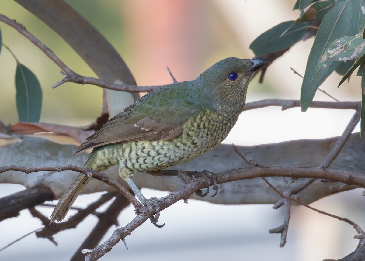 Satin Bowerbird - ML154851911