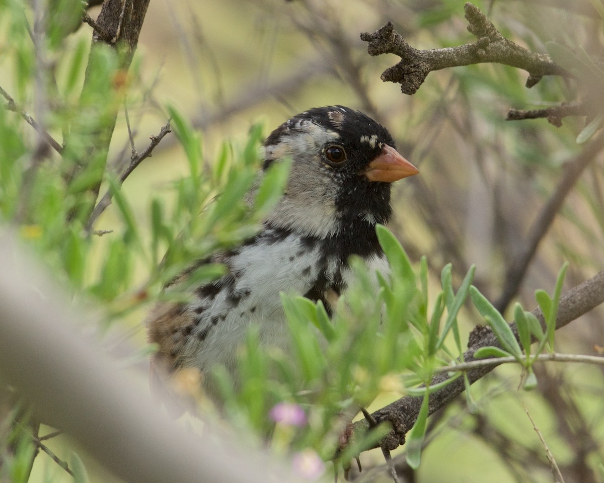 Harris's Sparrow - ML154852481