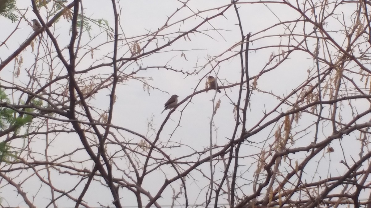 Indian Silverbill - ML154852671