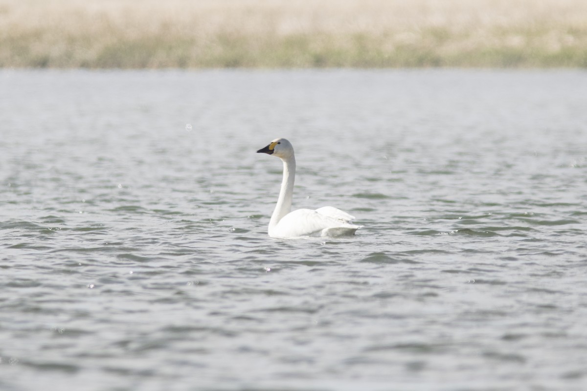 Tundra Swan (Bewick's) - ML154853691