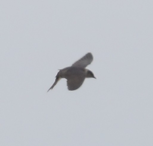 Golondrina Purpúrea - ML154853901