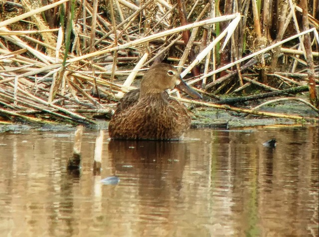 Cinnamon Teal - ML154854651