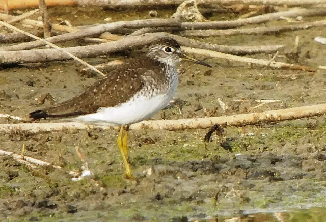 Solitary Sandpiper - ML154854921