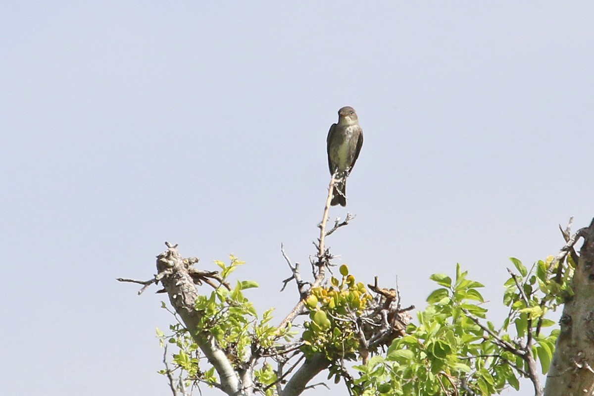 Olive-sided Flycatcher - ML154855571