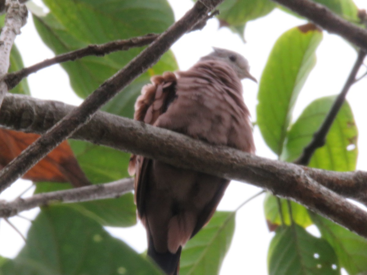 Plain-breasted Ground Dove - ML154856031