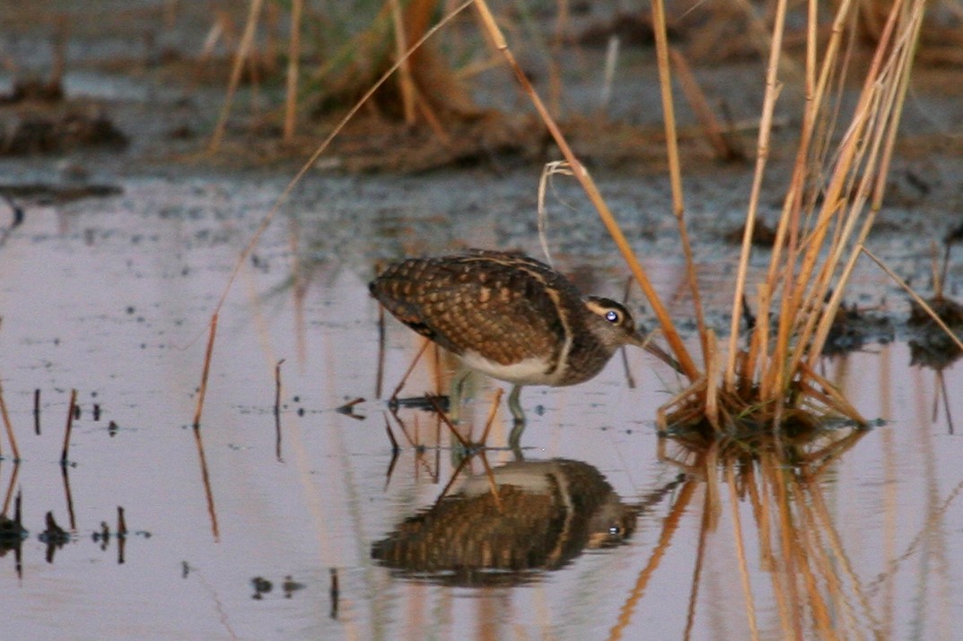 Australian Painted-Snipe - ML154856431