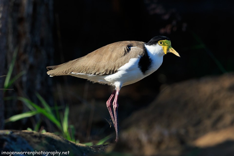 Masked Lapwing (Black-shouldered) - ML154857341