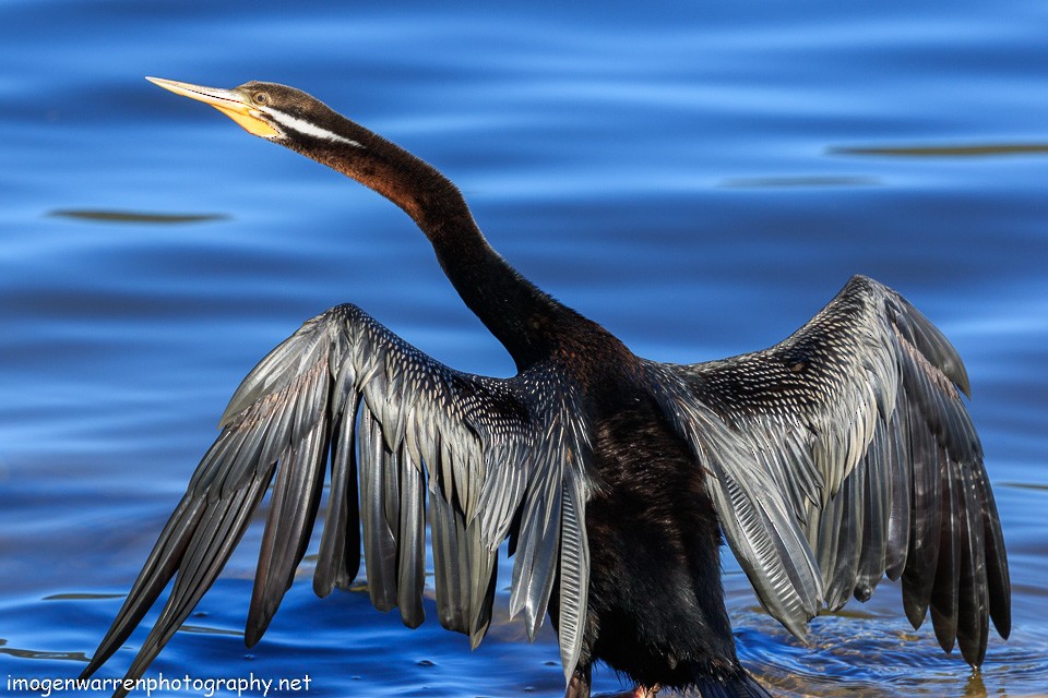 Austral-Schlangenhalsvogel - ML154857421