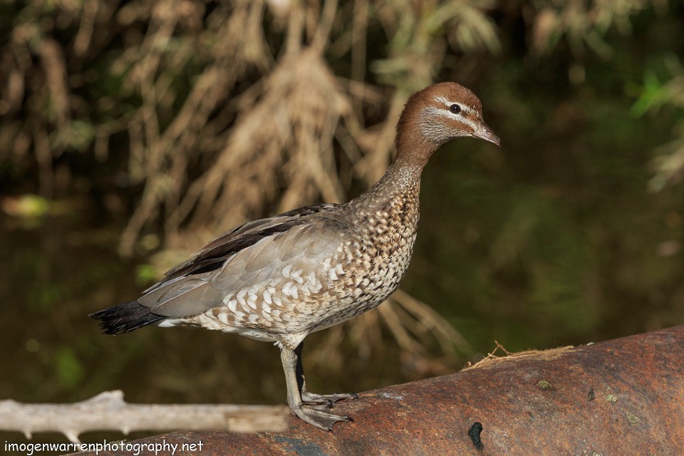 Maned Duck - ML154857511