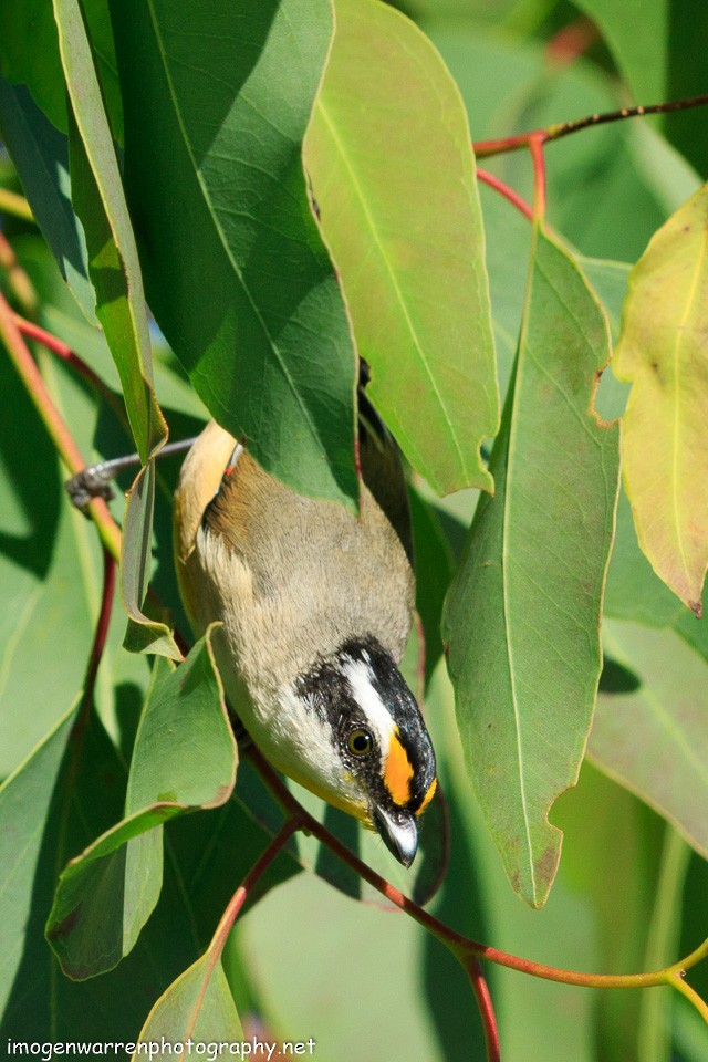 Striated Pardalote (Black-headed) - ML154857621