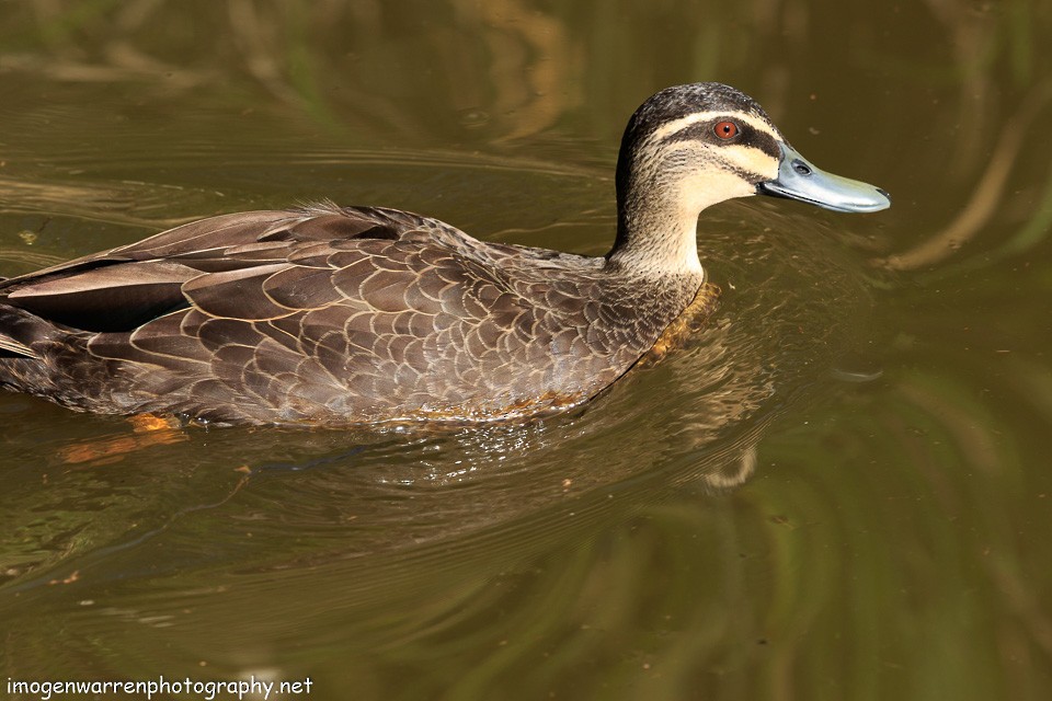 Canard à sourcils - ML154857861