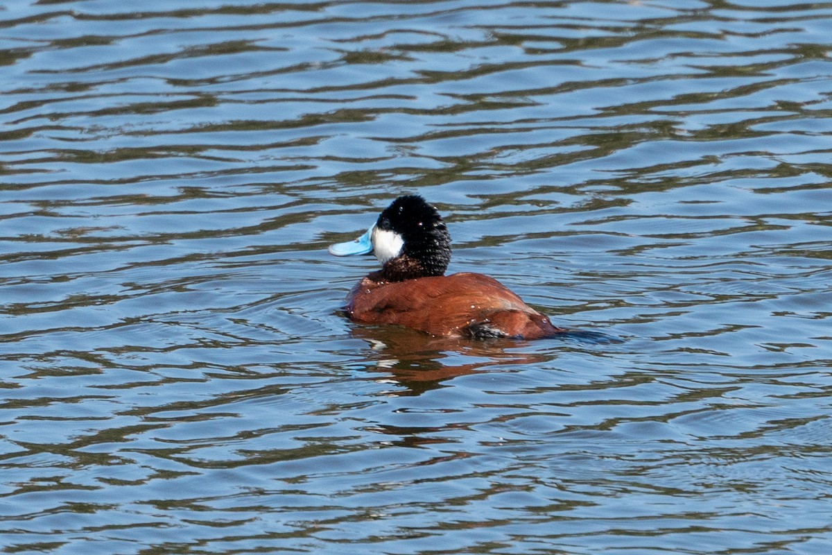 Ruddy Duck - ML154859091