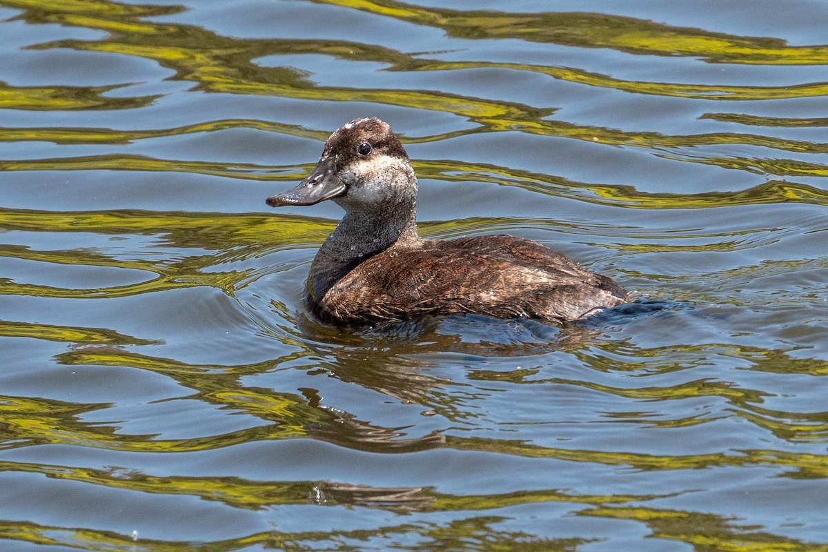 Ruddy Duck - ML154859111